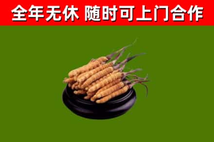 榆树回收冬虫夏草