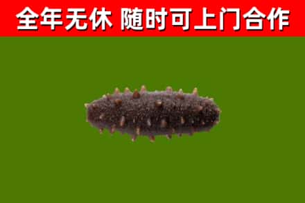 榆树回收海参干